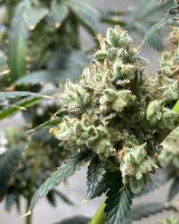 Cannabis Seeds Missouri Your Guide to Local Seed Varieties Cannabis Seeds Missouri Your Guide to Local Seed Varieties